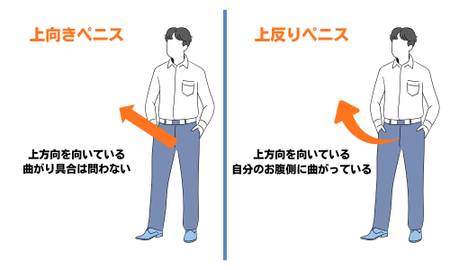 上向きペニスと上反りペニスの違い